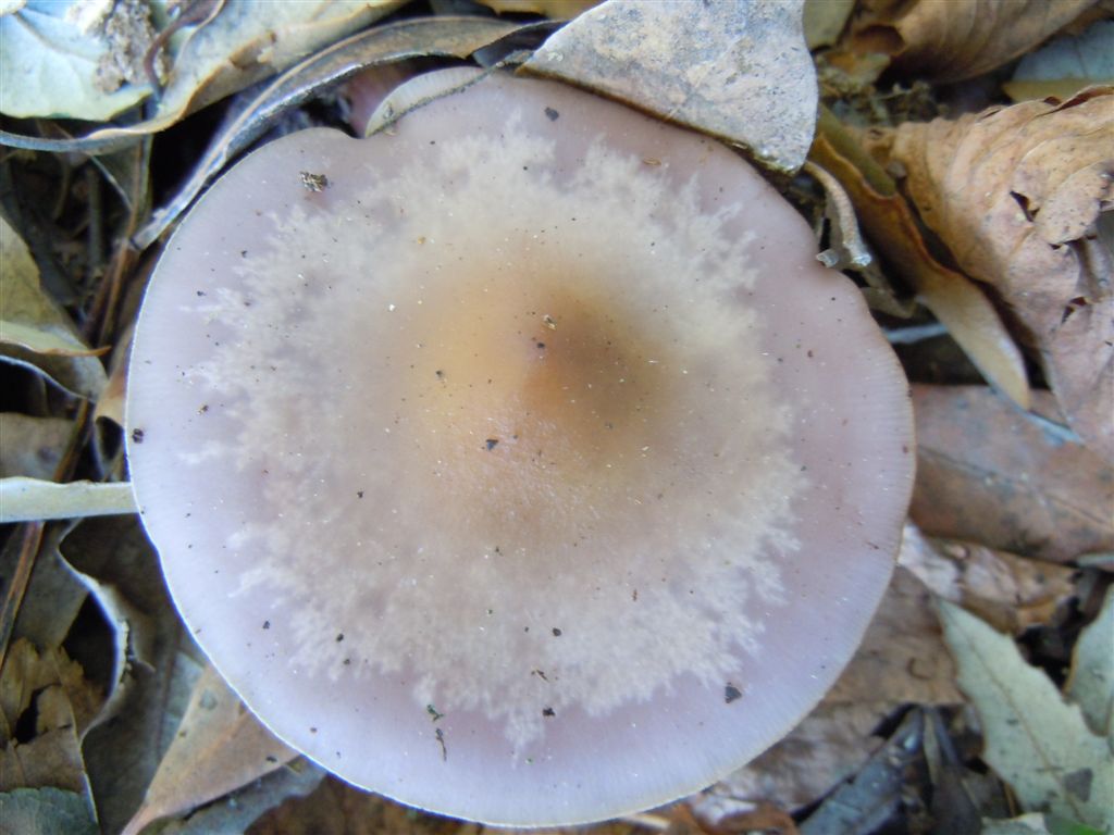 Funghi da Capodimonte